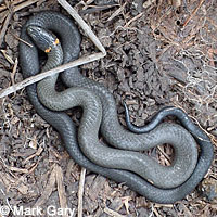 Pacific Ring-necked Snake