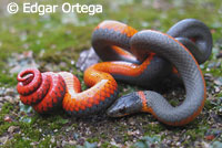 Pacific Ring-necked Snake