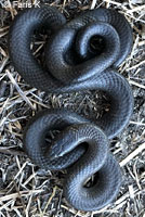 Pacific Ring-necked Snake