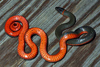 Pacific Ring-necked Snake