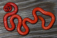 Pacific Ring-necked Snake