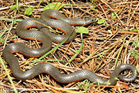 Pacific Ring-necked Snake