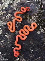 Pacific Ring-necked Snake