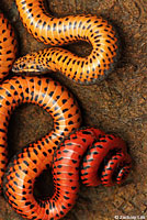 Pacific Ring-necked Snake