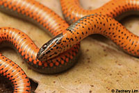 Pacific Ring-necked Snake