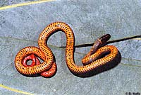 Pacific Ring-necked Snake