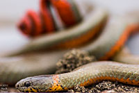 San Bernardino Ring-necked Snake