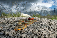 Monterey Ring-necked Snake