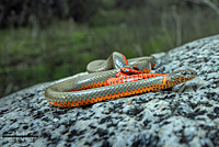 Monterey Ring-necked Snake