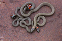 San Bernardino Ring-necked Snake