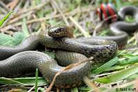 Monterey Ring-necked Snake