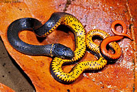 San Bernardino Ring-necked Snake