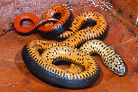 San Bernardino Ring-necked Snake