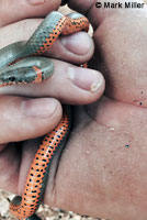 San Bernardino Ring-necked Snake