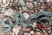 San Bernardino Ring-necked Snake