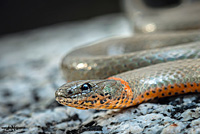 Monterey Ring-necked Snake