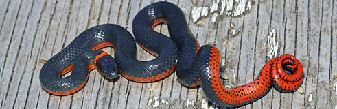 Northwestern Ring-necked Snake