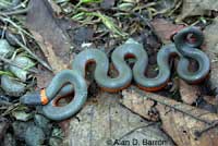 Northwestern Ring-necked Snake