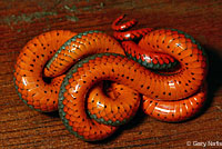 Northwestern Ring-necked Snake