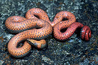 Northwestern Ring-necked Snake