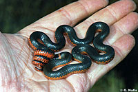 Northwestern Ring-necked Snake