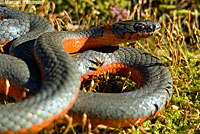 Coral-bellied Ring-necked Snake