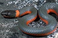 Coral-bellied Ring-necked Snake