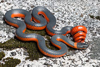 Coral-bellied Ring-necked Snake