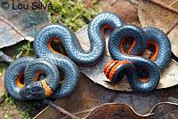 Coral-bellied Ring-necked Snake