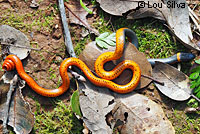 Coral-bellied Ring-necked Snake