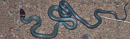 Regal Ring-necked Snake