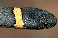 Regal Ring-necked Snake