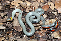 Regal Ring-necked Snake