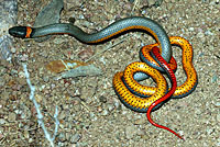 Regal Ring-necked Snake