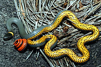 Regal Ring-necked Snake