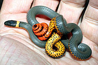 Regal Ring-necked Snake