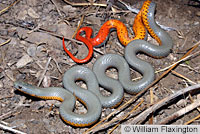 Regal Ring-necked Snake