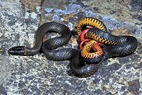 San Diego Ring-necked Snake