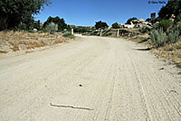 San Diego Ring-necked Snake