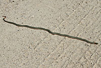 San Diego Ring-necked Snake