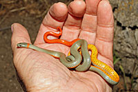 San Diego Ring-necked Snake