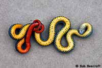 San Diego Ring-necked Snake