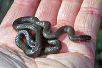 San Diego Ring-necked Snake