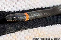 San Diego Ring-necked Snake