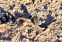 San Diego Ring-necked Snake