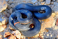 San Diego Ring-necked Snake