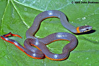 San Diego Ring-necked Snake