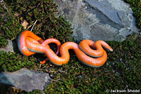 Coral-bellied Ring-necked Snake