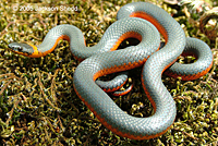 Coral-bellied Ring-necked Snake