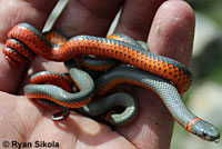 Coral-bellied Ring-necked Snake